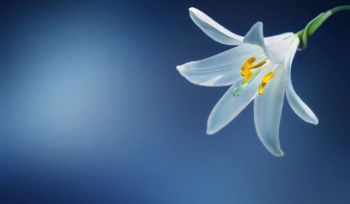 Flor Primavera