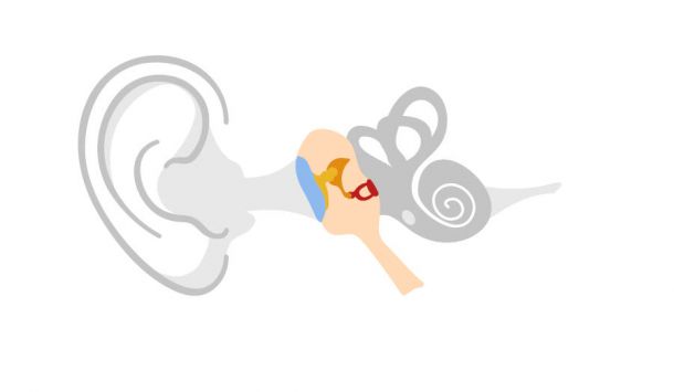 Fisiología oídos
